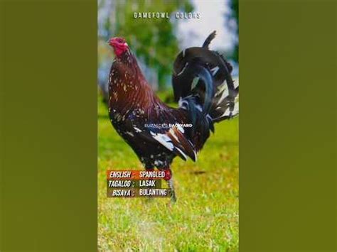 color coding manok panabong|Episode 1: Gamefowl Feather Colors .